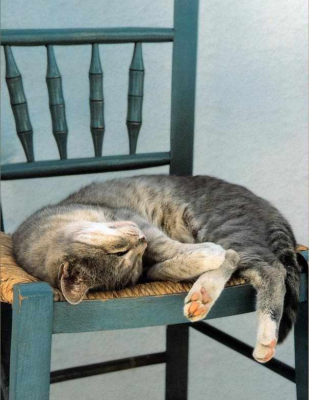 Gatti (19)